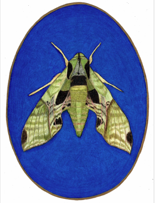 drawing of a green and pink moth with long wings